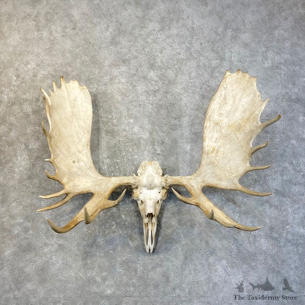 Alaskan Yukon Moose Skull European Mount For Sale #25143 @ The Taxidermy Store