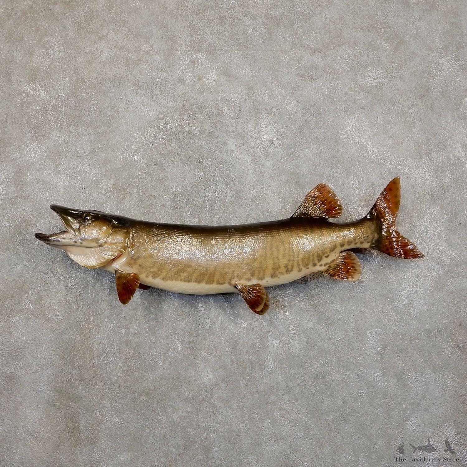 Musky Taxidermy Fish Mount For Sale The Taxidermy Store @ 19860