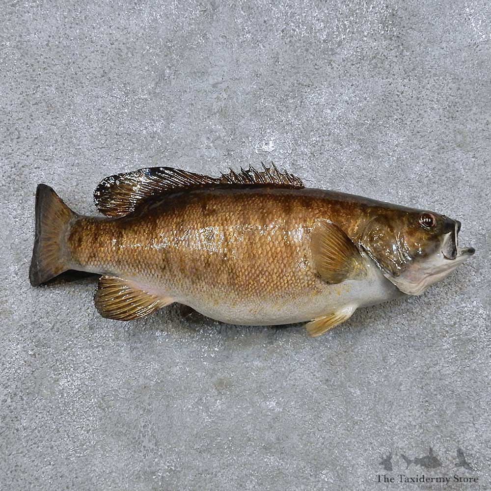 Smallmouth Bass Fish Mount For Sale #14482 @ The Taxidermy Store