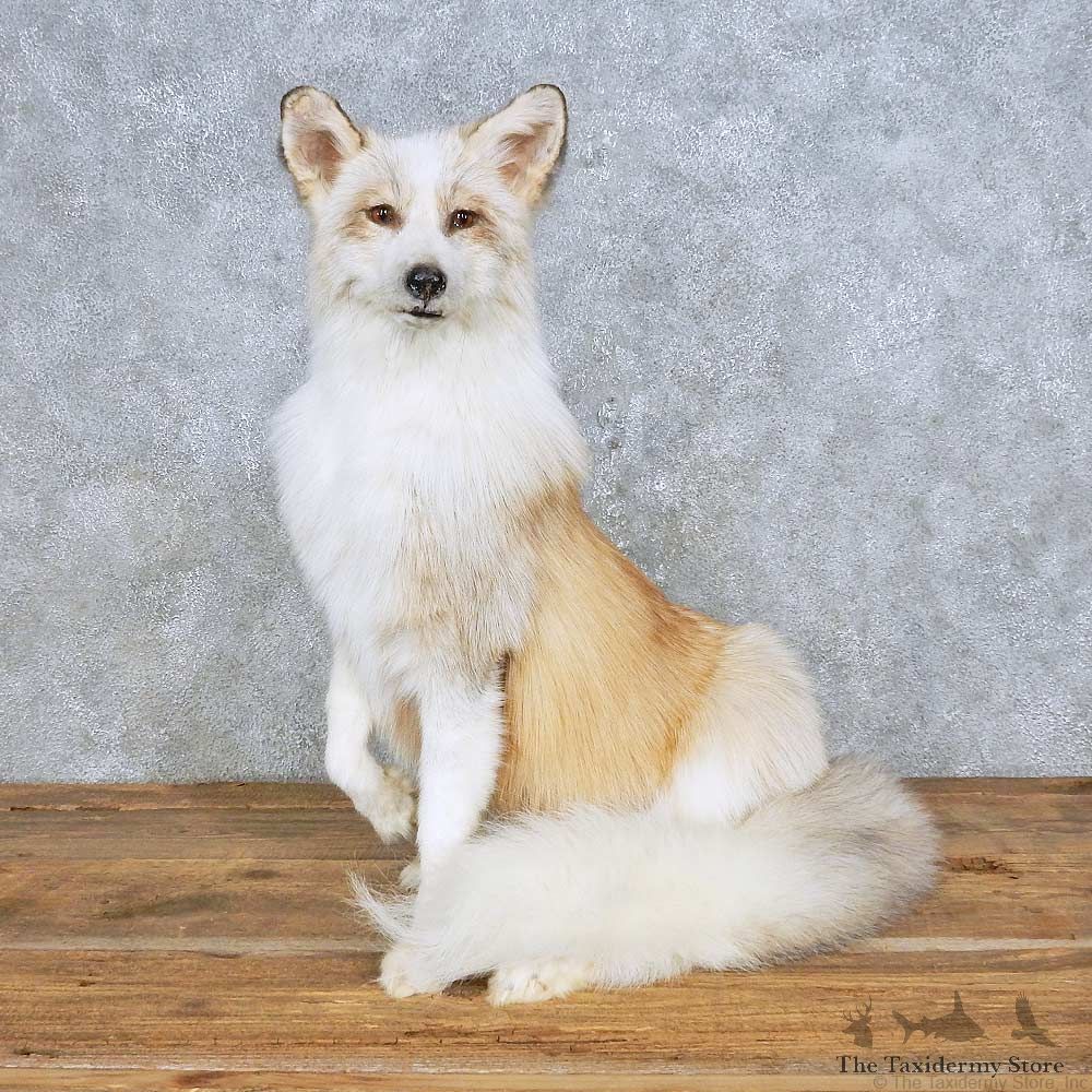 Standing Red Marbled Fox Mount For Sale #14701 @ The Taxidermy Store