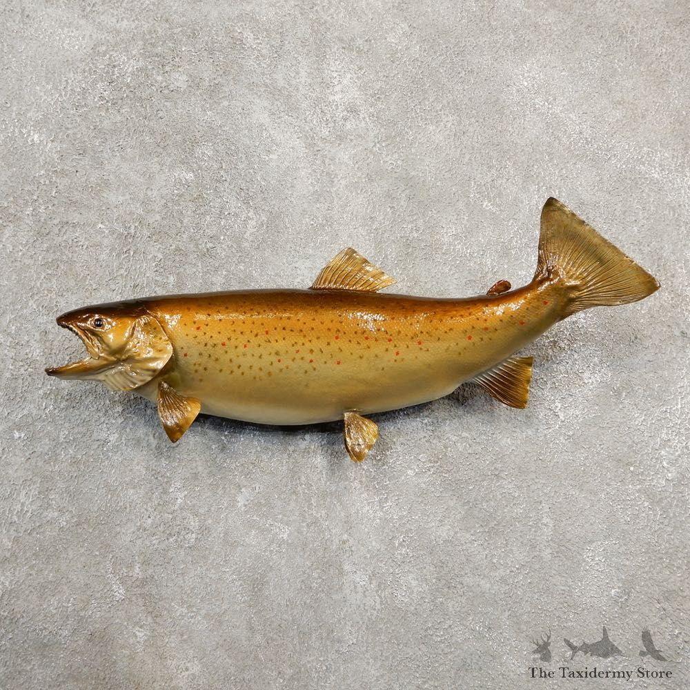 Brown Trout Fish Mount For Sale #20590 @ The Taxidermy Store