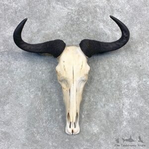 Blue Wildebeest Skull Horns European Mount #21992 For Sale @ The Taxidermy Store