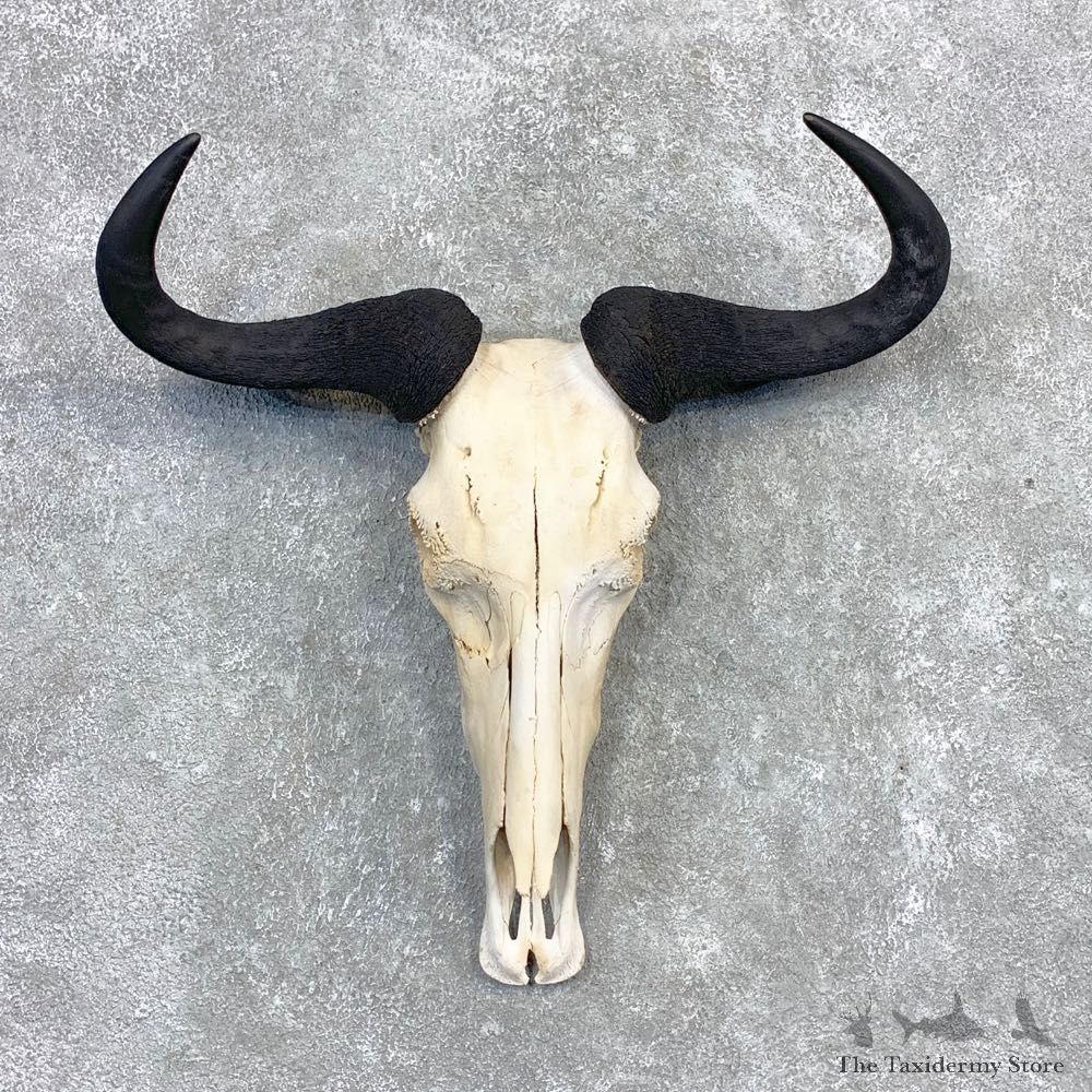 Blue Wildebeest Skull Horns European Mount #21992 For Sale @ The Taxidermy Store