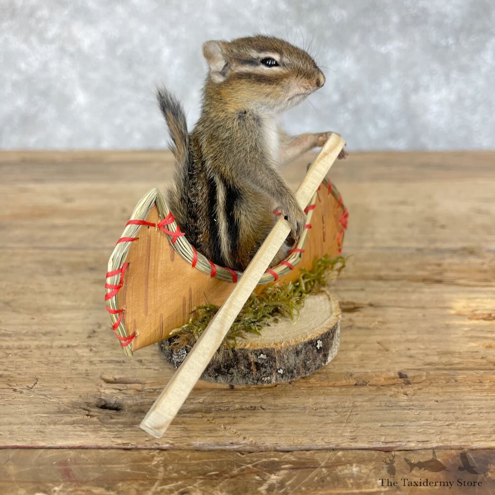 Novelty Chipmunk Mount For Sale #28645 - The Taxidermy Store