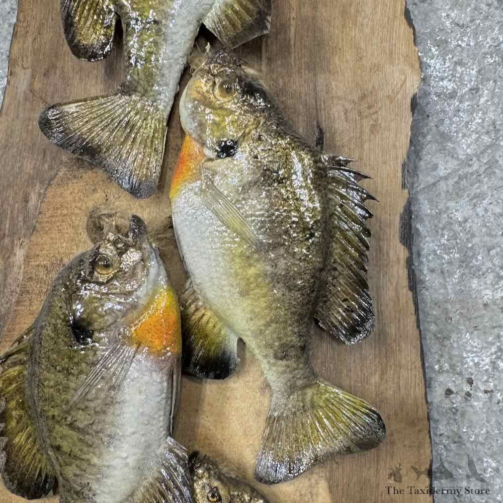 Bluegill Stringer Fish Mount For Sale #30463 @ The Taxidermy Store