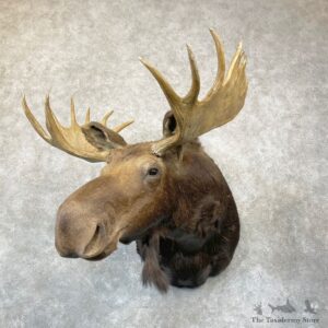 Montana Shiras Moose Shoulder Taxidermy Mount #24750 For Sale @ The Taxidermy Store