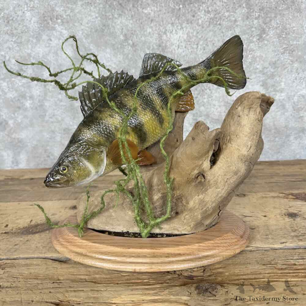 Yellow Perch Fish Mount For Sale #31831 @ The Taxidermy Store