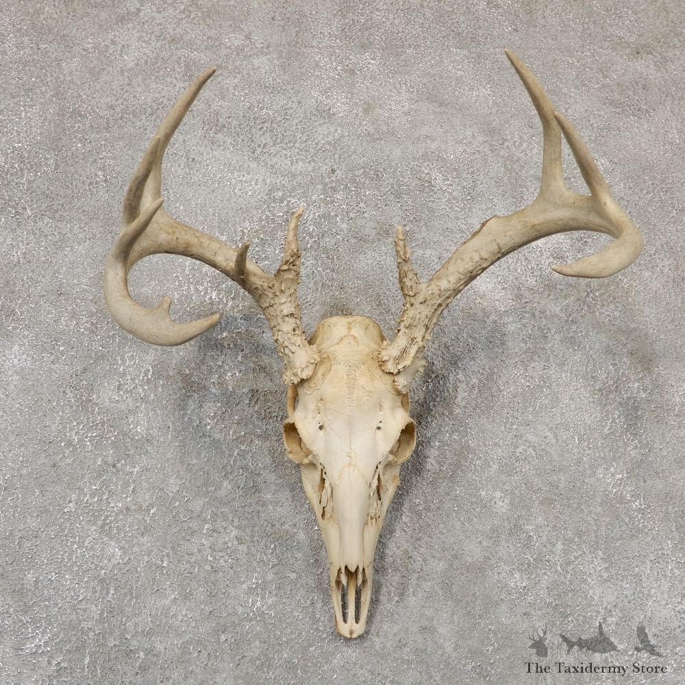 Whitetail Deer Skull European Mount For Sale #18949 @ The Taxidermy Store