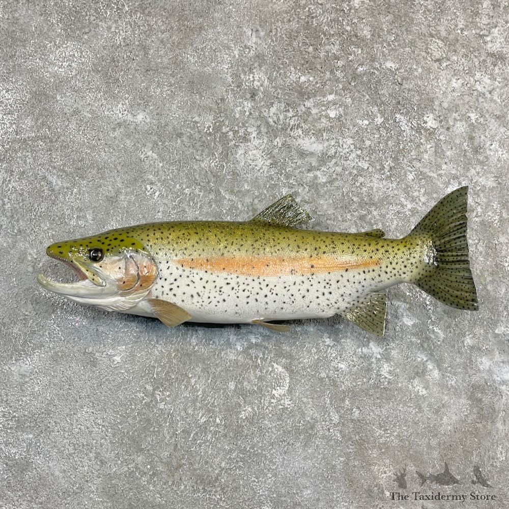 Rainbow Trout Fish Mount For Sale #27258 @ The Taxidermy Store