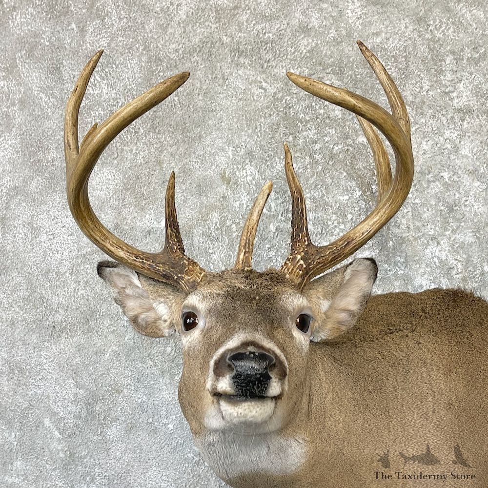 Whitetail Deer Shoulder Mount For Sale #26317 @ The Taxidermy Store