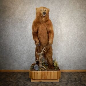 Alaskan Brown Bear Life-Size Mount For Sale #28574 @ The Taxidermy Store