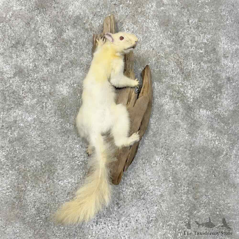 Albino Squirrel Life-Size Mount For Sale #30464 @ The Taxidermy Store