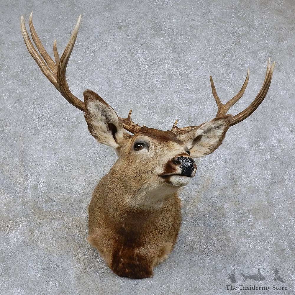 Mule Deer Shoulder Mount For Sale #15740 @ The Taxidermy Store