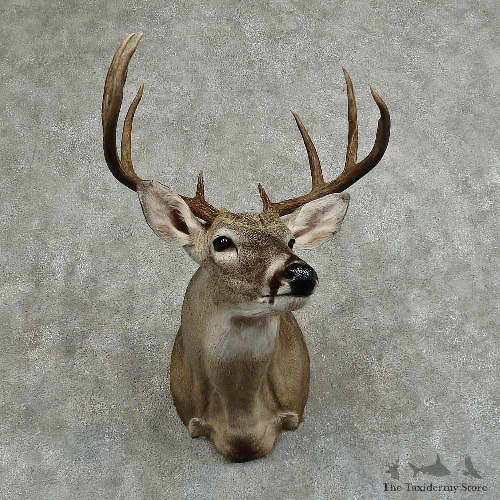 Whitetail Deer Shoulder Mount For Sale #16054 @ The Taxidermy Store
