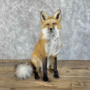 Red Fox Life-Size Mount For Sale #30309 @ The Taxidermy Store