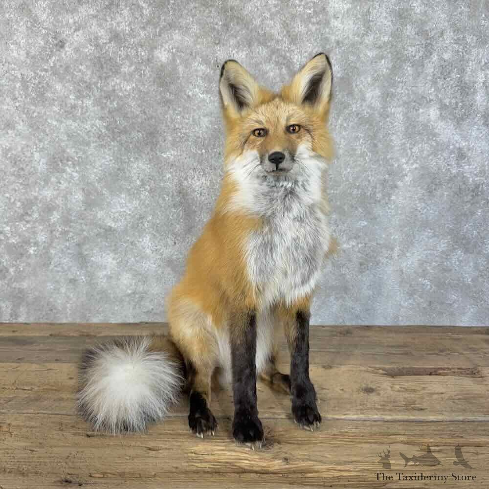 Red Fox Life-Size Mount For Sale #30309 @ The Taxidermy Store