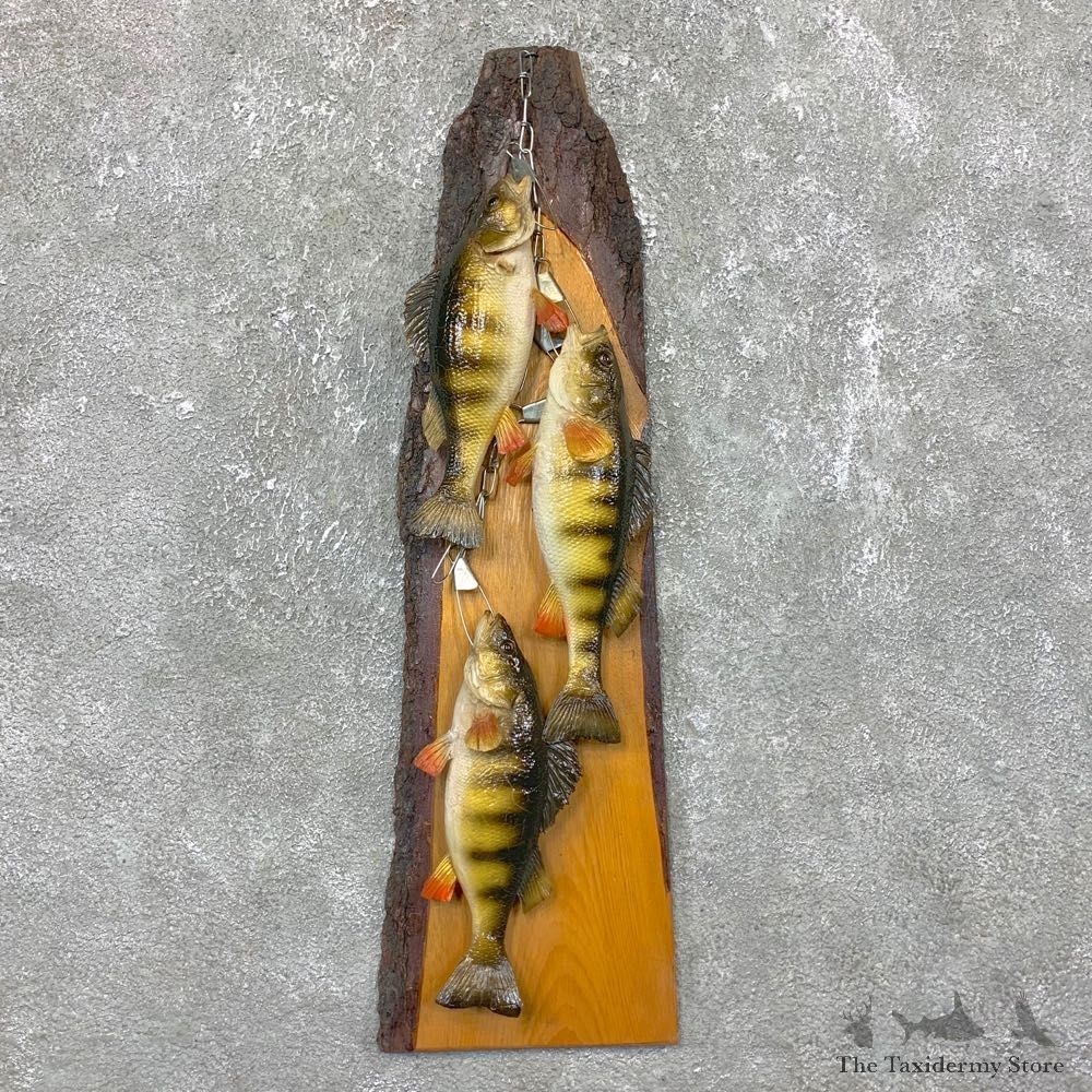 Yellow Perch Stringer Mount For Sale #23698 @ The Taxidermy Store