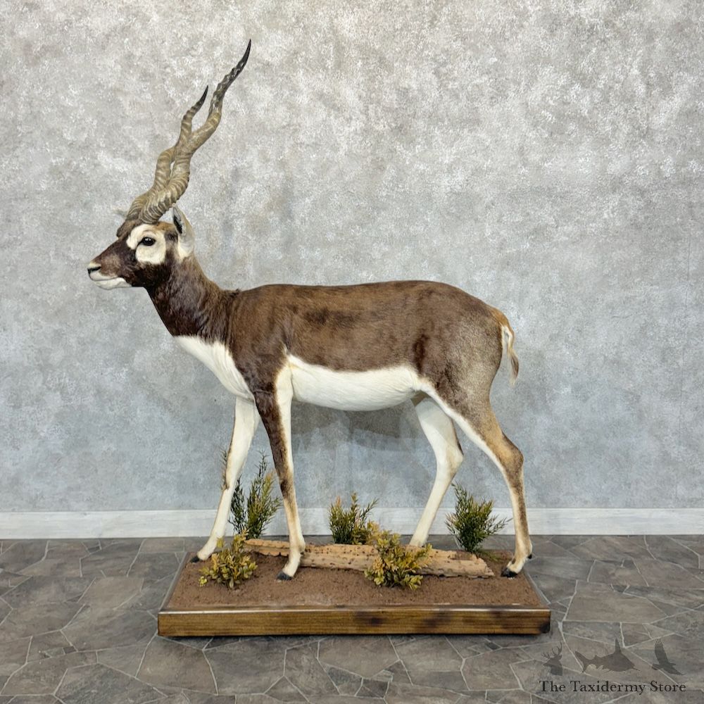 India Blackbuck Life Size Mount For Sale #29256 @ The Taxidermy Store