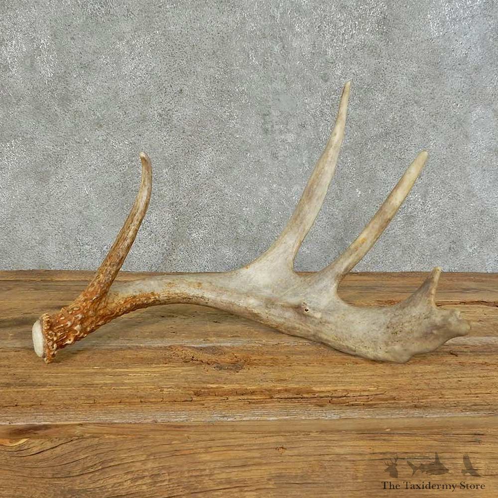Whitetail Deer Antler Shed For Sale #16149 @ The Taxidermy Store