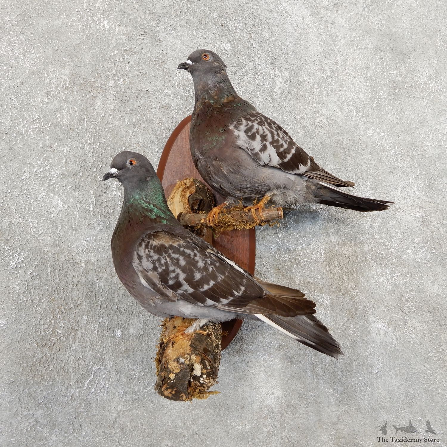 Common Pigeon Pair Mount For Sale #19746 @ The Taxidermy Store