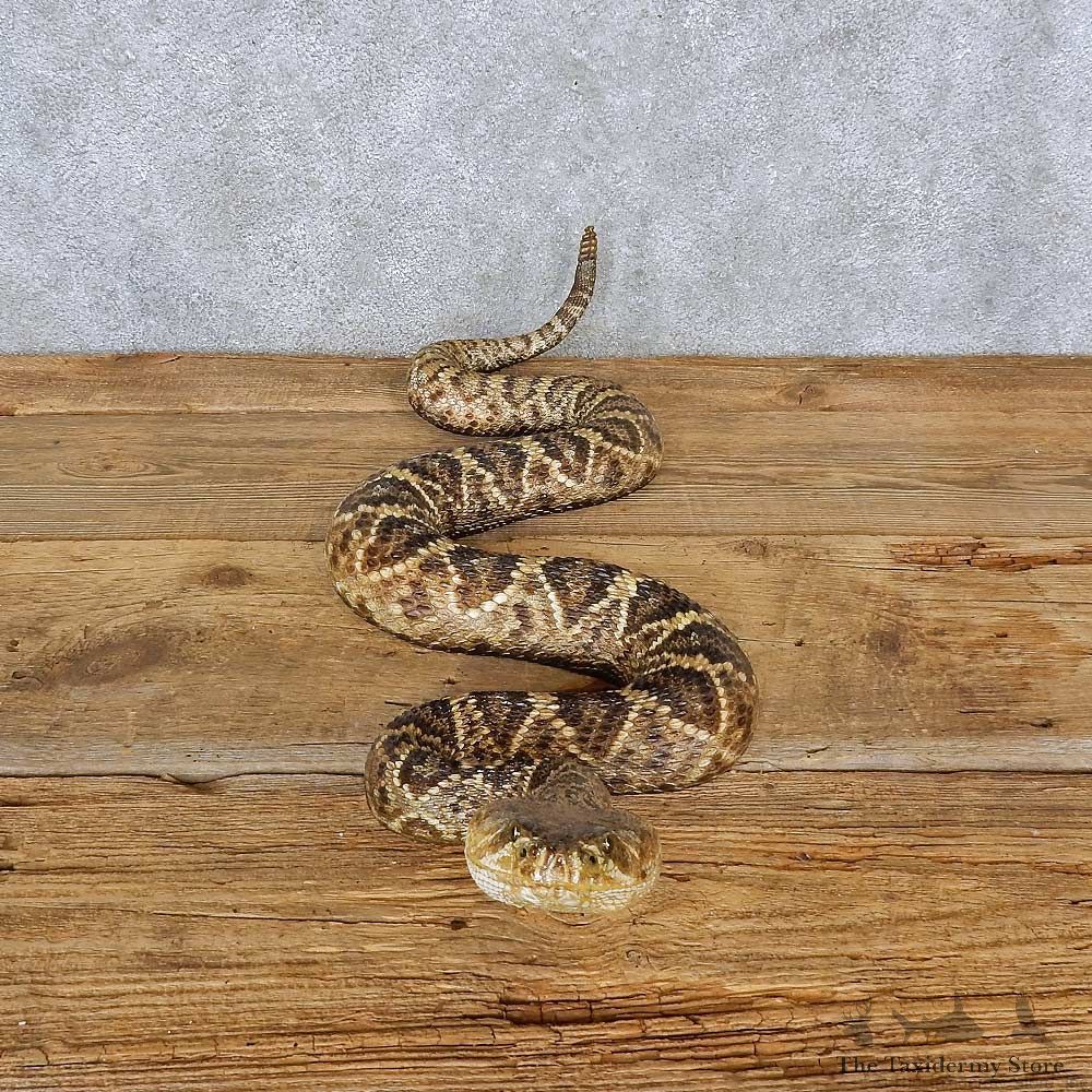 Eastern Diamondback Rattlesnake Mount For Sale #15602 @ The Taxidermy Store