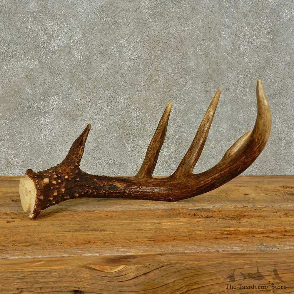Whitetail Deer Antler Shed For Sale #16443 @ The Taxidermy Store