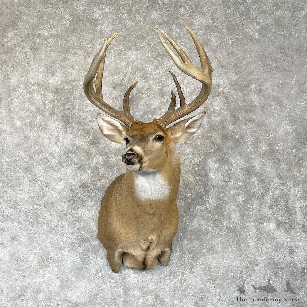 Whitetail Deer Shoulder Mount For Sale #28308 - The Taxidermy Store