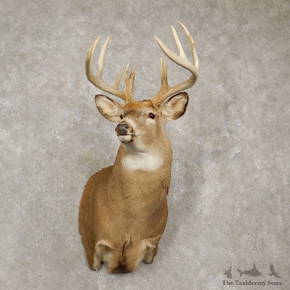 Whitetail Deer Shoulder Mount For Sale #20434 @ The Taxidermy Store