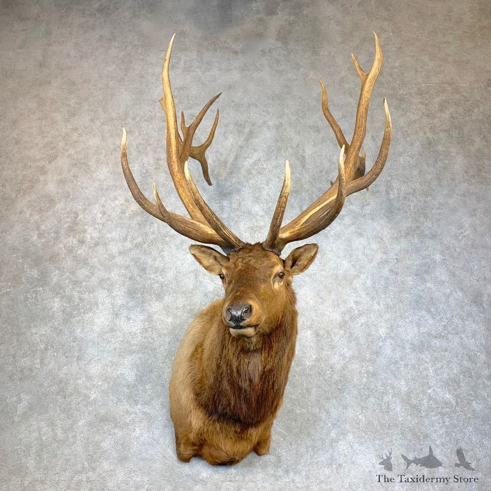Rocky Mountain Elk Shoulder Mount For Sale #22127 @ The Taxidermy Store