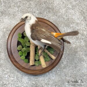 White-headed Buffalo Weaver Bird Mount For Sale #30133 @ The Taxidermy Store