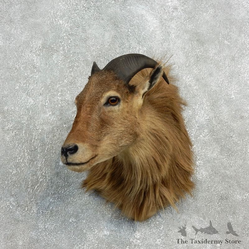 Himalayan Tahr Taxidermy Mount #17813 For Sale @ The Taxidermy Store