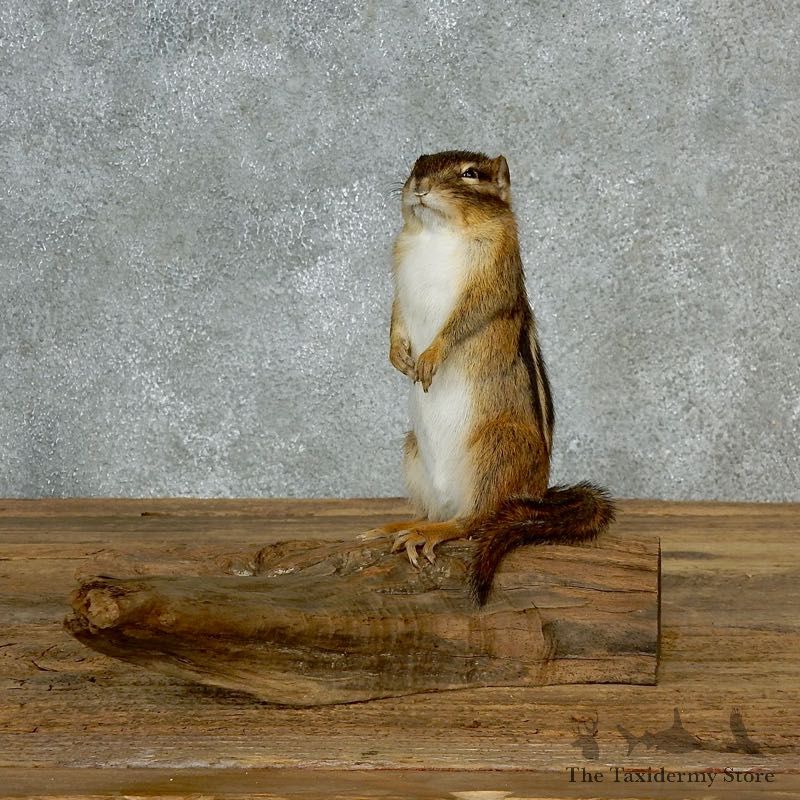 Chipmunk Life-Size Mount For Sale #17133 @ The Taxidermy Store