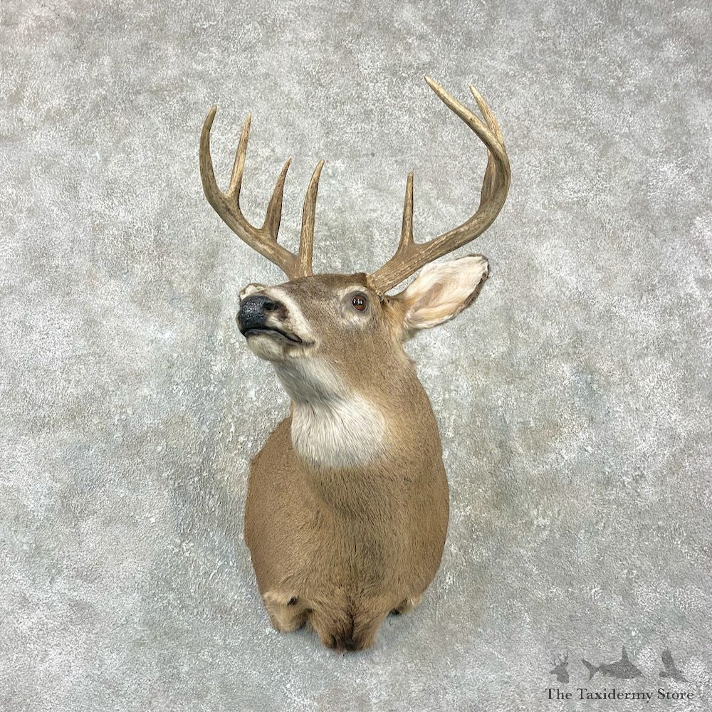 Whitetail Deer Taxidermy Shoulder Mount For Sale #25979 @ The Taxidermy Store