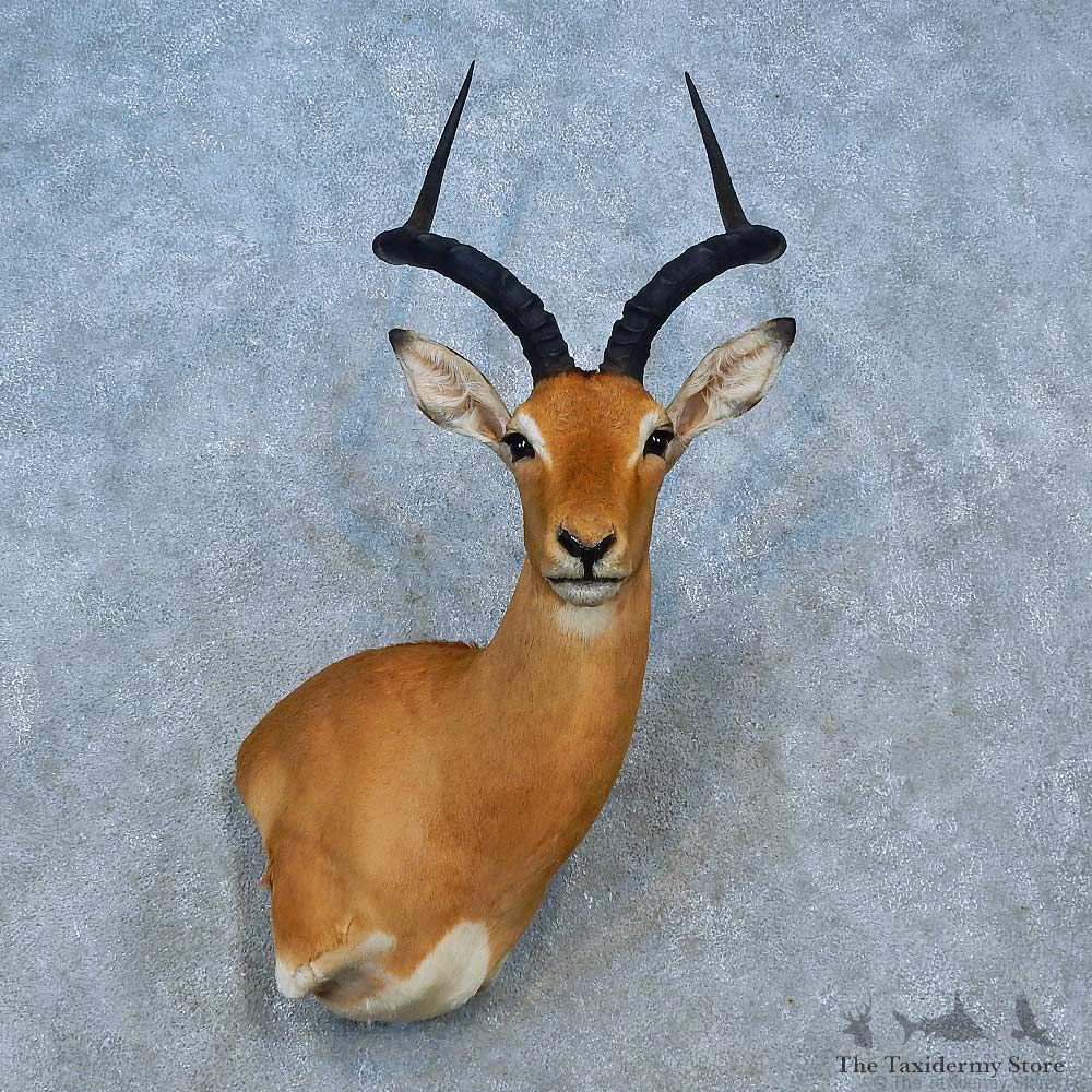Whitetail Deer Shoulder Mount For Sale #15540 @ The Taxidermy Store