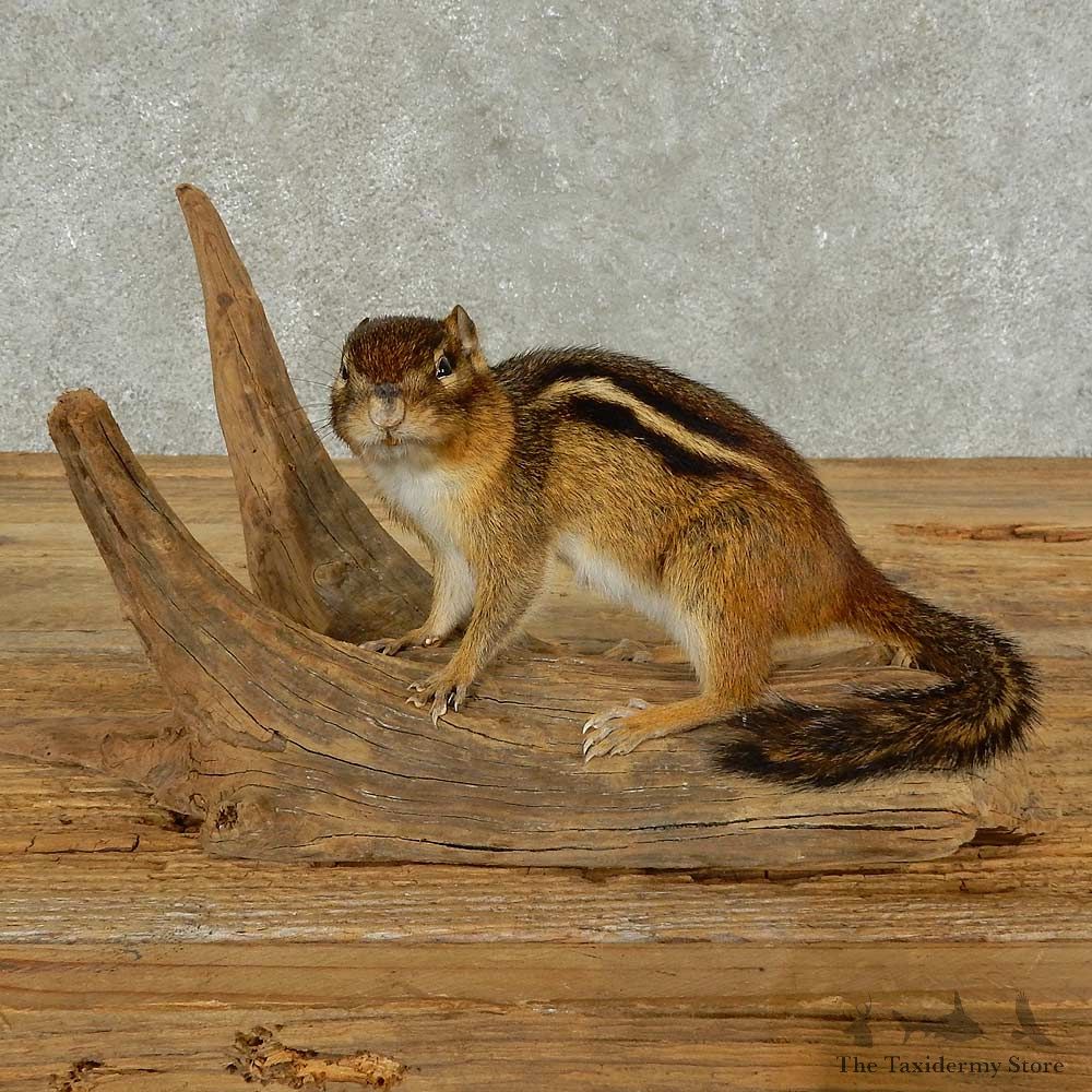 Chipmunk Life-Size Mount For Sale #16825 @ The Taxidermy Store