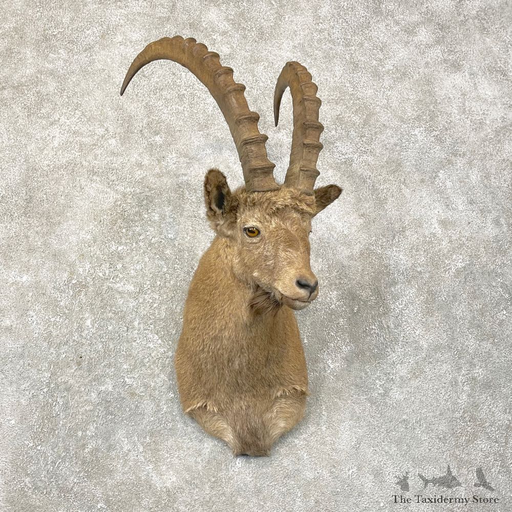 Siberian Ibex Taxidermy Shoulder Mount #24759 @ The Taxidermy Store