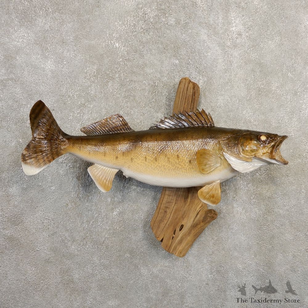 Walleye Taxidermy Mount For Sale #20869 @ The Taxidermy Store