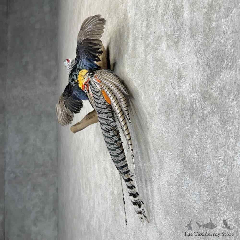 Lady Amherst Pheasant Bird Mount For Sale #32020 @ The Taxidermy Store