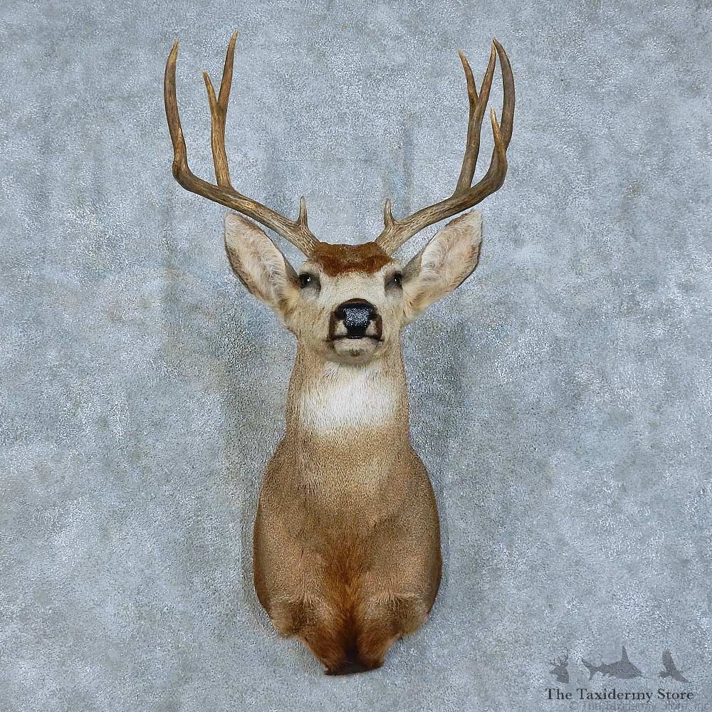 Mule Deer Shoulder Mount For Sale #15786 @ The Taxidermy Store Deer Shoulder Mount For Sale #15786 @ The Taxidermy Store