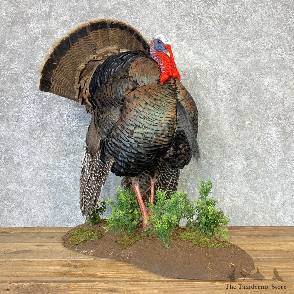 Rio Grande Turkey Life Size Taxidermy Mount #21638 For Sale @ The Taxidermy Store
