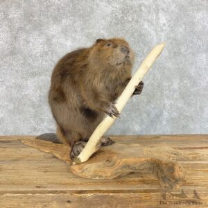 North American Beaver Mount For Sale #22200 @ The Taxidermy Store