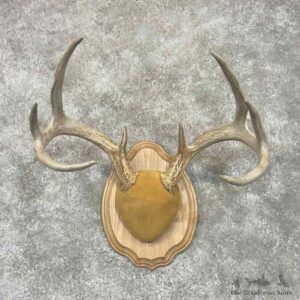 Whitetail Deer Antler Plaque Mount For Sale #30637 @ The Taxidermy Store