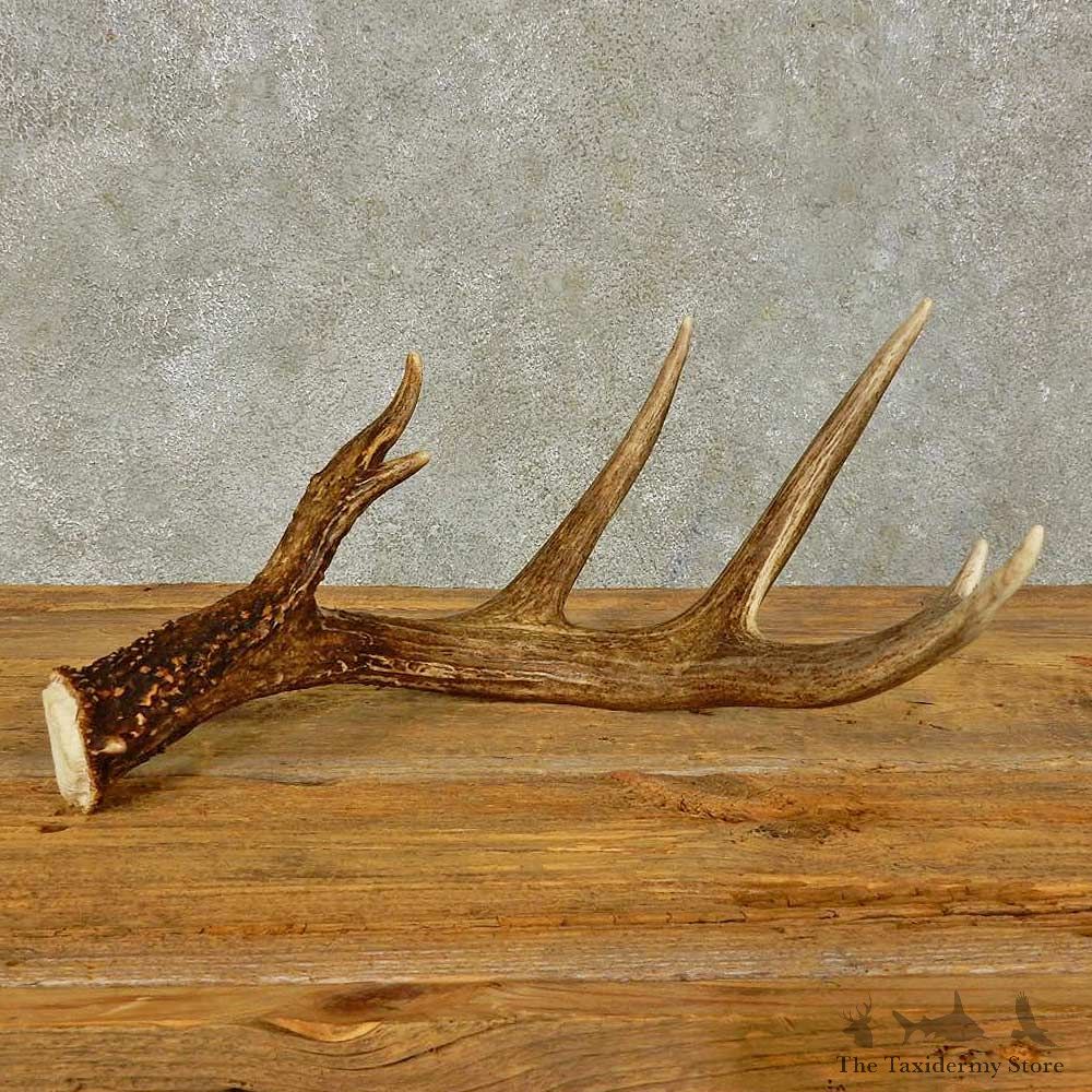 Whitetail Deer Antler Shed For Sale #16434 @ The Taxidermy Store