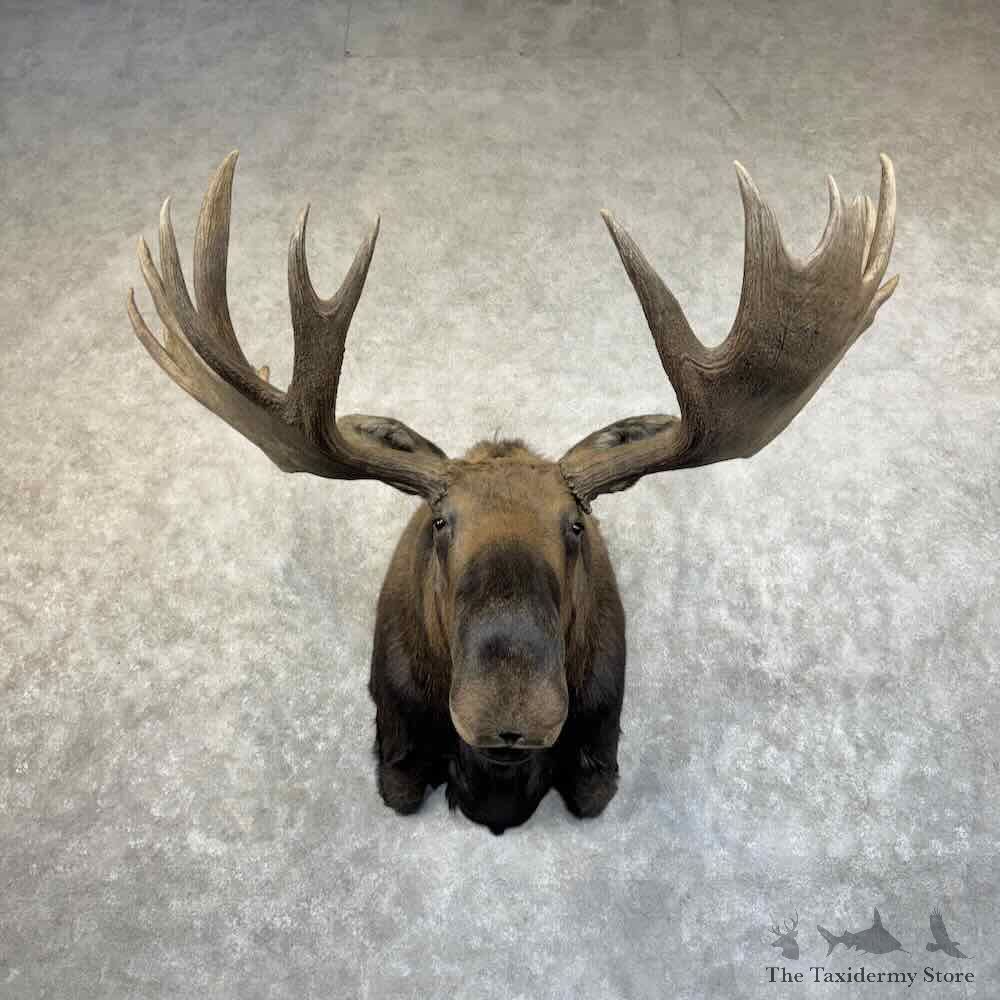 Alaskan Yukon Moose Shoulder Mount For Sale #31467 @ The Taxidermy Store