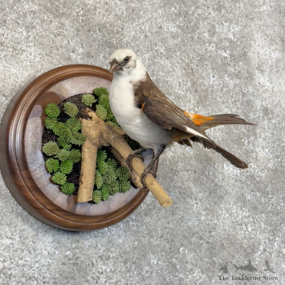 White-headed Buffalo Weaver Bird Mount For Sale #30133 @ The Taxidermy Store
