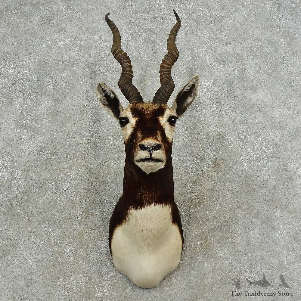 India Blackbuck Shoulder Mount For Sale #16761 @ The Taxidermy Store