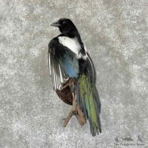 Eurasian Magpie Bird Mount For Sale #30793 @ The Taxidermy Store