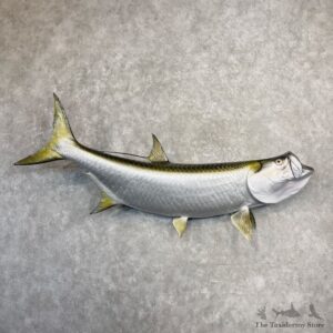 Atlantic Tarpon Fish Mount For Sale #27233 @ The Taxidermy Store
