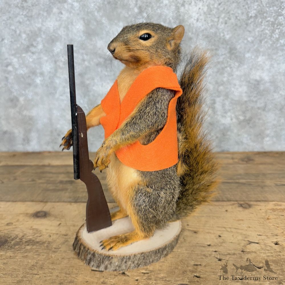 Hunting Squirrel Novelty Mount For Sale #29490 @ The Taxidermy Store