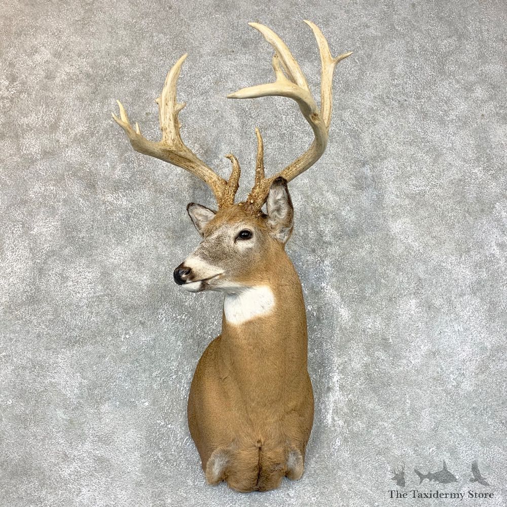 Whitetail Deer Shoulder Mount #23818 For Sale - The Taxidermy Store
